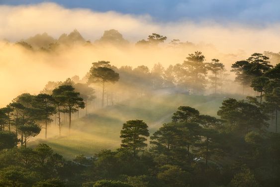 Khám phá hệ sinh thái rừng núi Đà Lạt: Các hành trình Trekking đáng thử