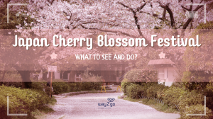 Japan Cherry Blossom Festival: What to See and Do